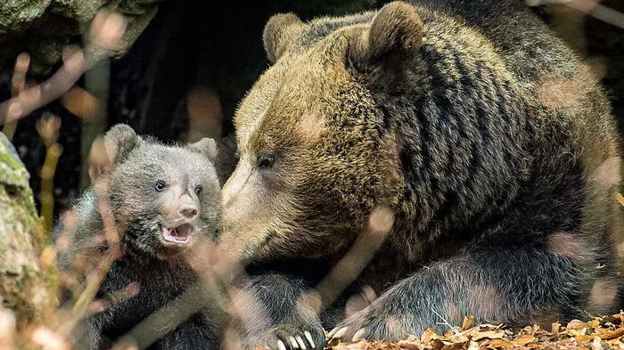 Braunbär Sujet