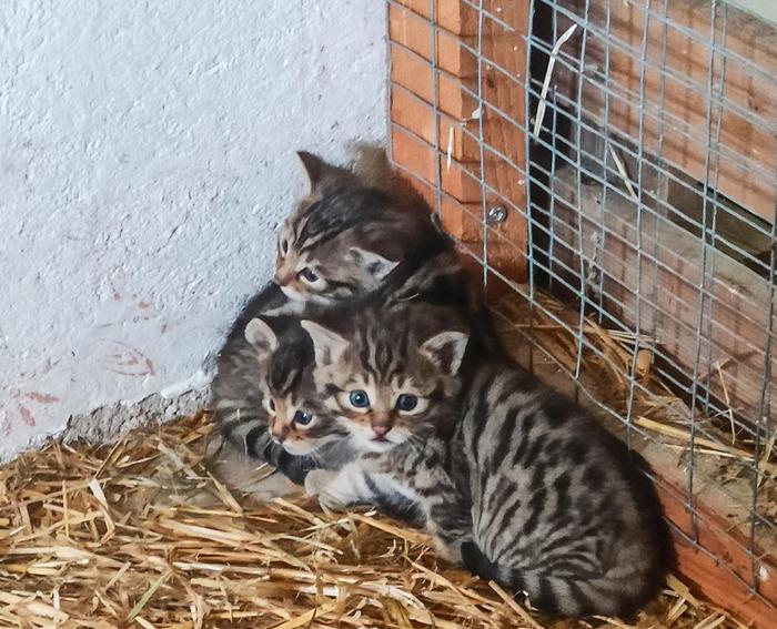 Bereits im April 2022 gab es dreifachen Wildkatzen-Nachwuchs am Wilden Berg Mautern