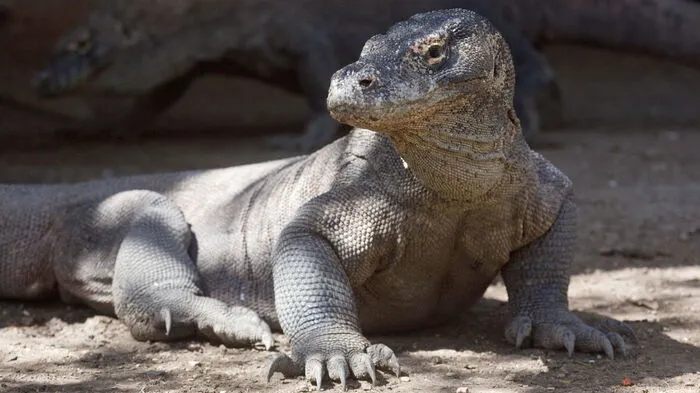 Die Tiere werden bis zu drei Meter lang und mehr als 70 Kilogramm schwer. Wegen ihres finsteren Erscheinungsbilds werden sie auch Komodo-Drachen genannt. Insgesamt sind auf der Insel etwa 5000 Warane zu Hause.