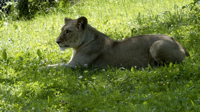 Mit einem Sommerfest beim neuen Löwenhaus feierte der Tierpark Herberstein das Löwenpärchen Amira und Caesar