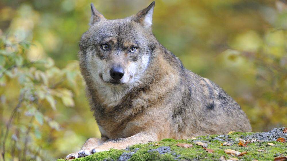 In den Bezirken St. Veit und Feldkirchen verzeichnen Experten derzeit keine Nutztierrisse durch den Wolf