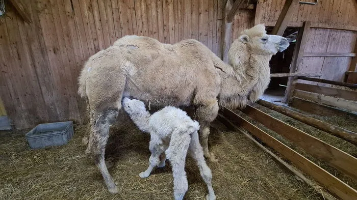 Simba und Indira II.