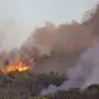 Flammen lodern in einem Waldstück, Rauchsäulen sind sichtbar