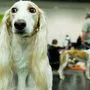 Schon 2019 wurde über die Internationale   Rassehundeausstellung in Graz diskutiert