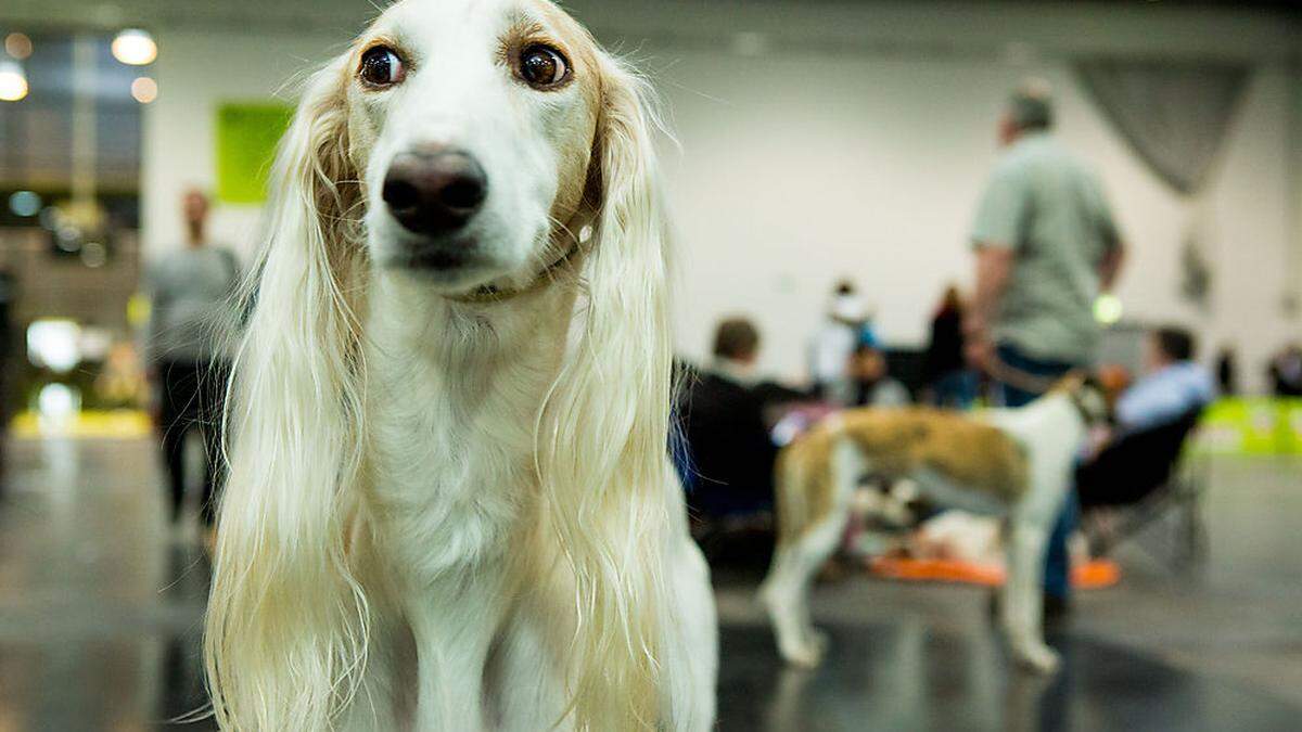 Schon 2019 wurde über die Internationale   Rassehundeausstellung in Graz diskutiert