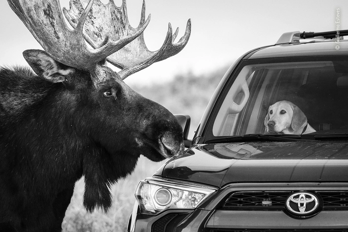 Etwas amüsanter ist dieses Foto, das Guillermo Esteves gelang: Ein Elch schaut sich einen Besuch in Form eines Hundes in auf einem Beifahrersitz im "Grand Teton"-Nationalpark in Wyoming (USA) etwas genauer an. "Close Encounter" wurde die kuriose Begegnung betitelt.