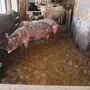 Extreme Vernachlässigung – knöcheltief stehen die Schweine in diesem Betrieb in der Gülle 