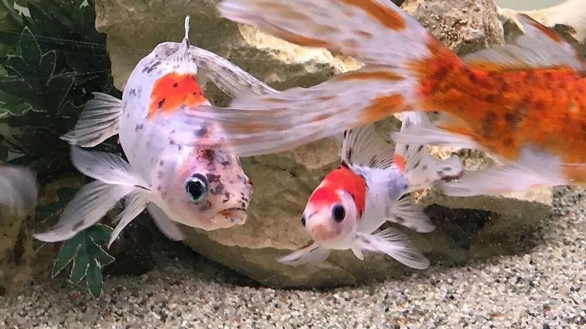 Vom Goldfisch gibt es viele Zuchtformen. Die roten Goldfische sind sehr bekannt. Beliebt sind auch die Shubunkin, die gemusterten Goldfische