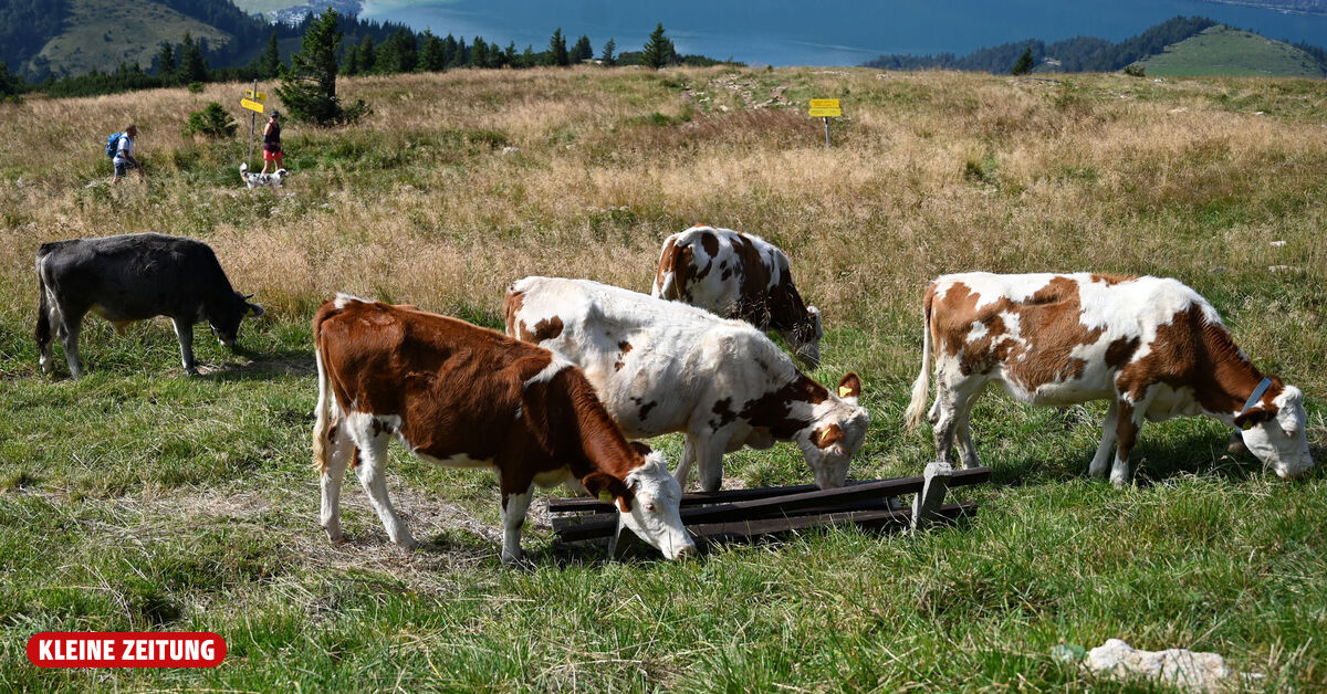 Cows attacked two hikers with a dog: 85-year-old man died