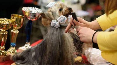 Gut gebürstet und aufgemascherlt stellen sich die Hunde den Preisrichtern