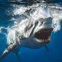 Offizielle Zahlen über Hai-Angriffe fehlen 