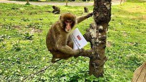 Die Affen des Affenberges in Landskron würden ebenfalls Ihre Stimme abgeben, wenn sie könnten