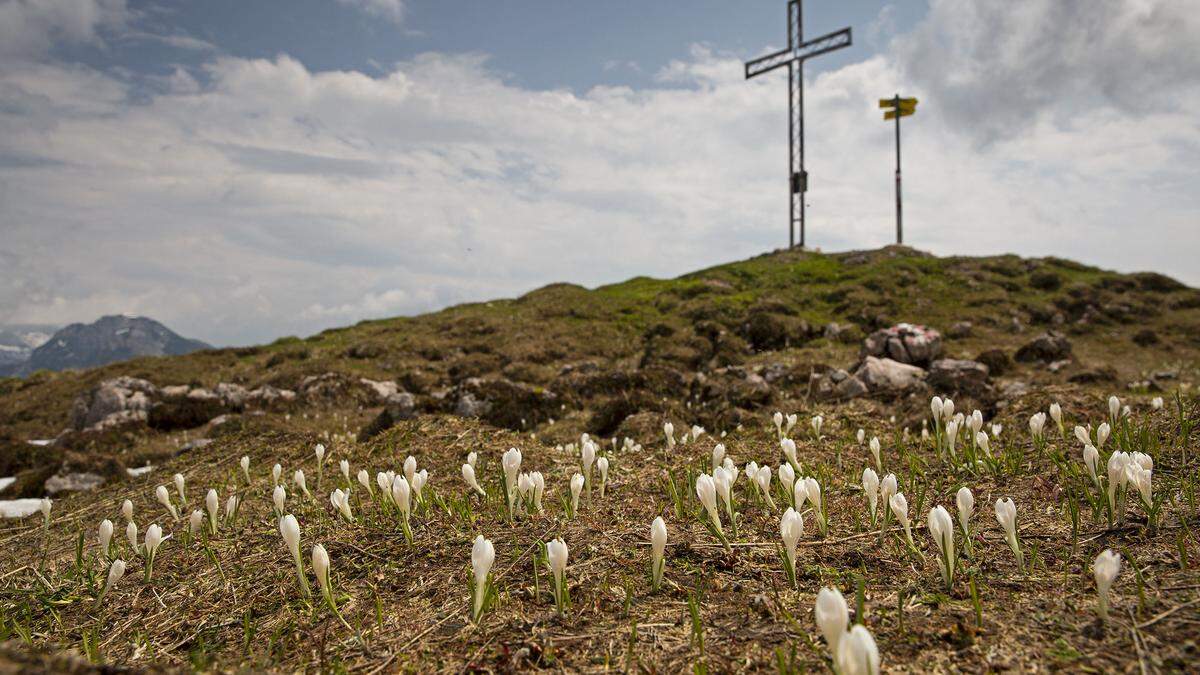 Auf den feuchten Böden rund um das Gipfelkreuz kann man zurzeit ein leuchtendes Blütenmeer bewundern 