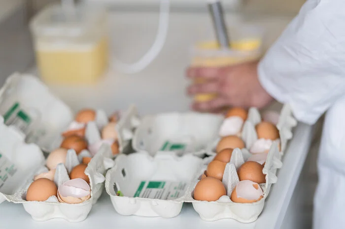 2012 sorgte ein Dioxin-Skandal in Deutschland für Schlagzeilen. Kurz vor Ostern tauchten verseuchte Eier auf, ausgerechnet bei einem Bio-Erzeuger in Nordrhein-Westfalen. Die Ware enthielt dioxinähnliches PCB, die Konzentration lag bis zu sechsmal so hoch wie erlaubt. Der Hof mit 25.000 Legehennen wurde gesperrt. Schon zuvor hatte man Dioxin in Eiern gefunden.