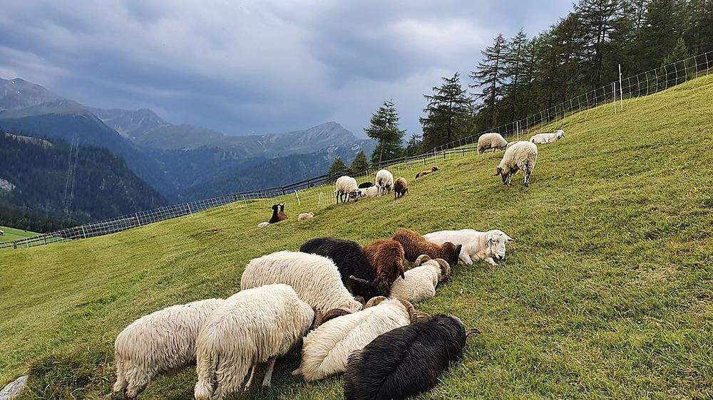 Von einem Zaun geschützt, von den Lamas Heidi und Peter - nun ja - bewacht: Mit solchen Ideen will Thomas Schranz seine Schafe gegen Wolfsübergriffe schützen.
