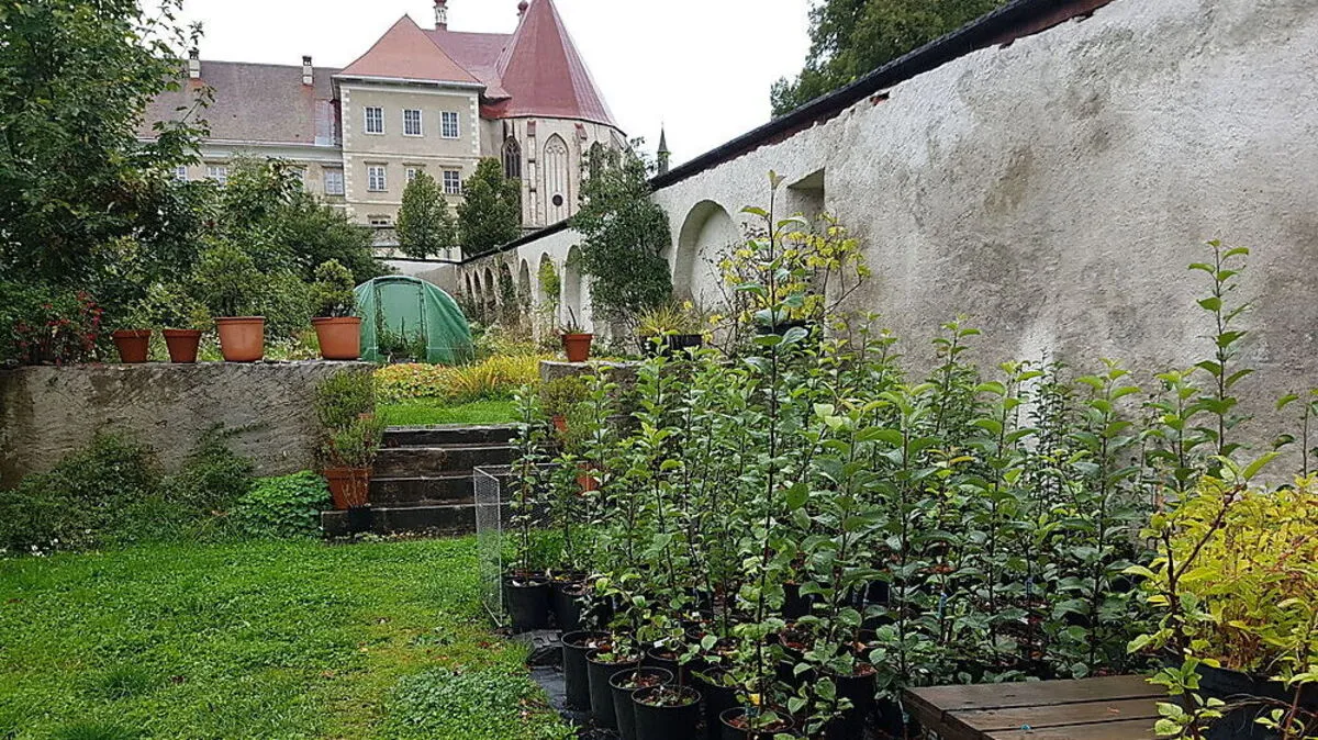 Im Garten des Stift St. Lambrecht werden die Bäume veredelt