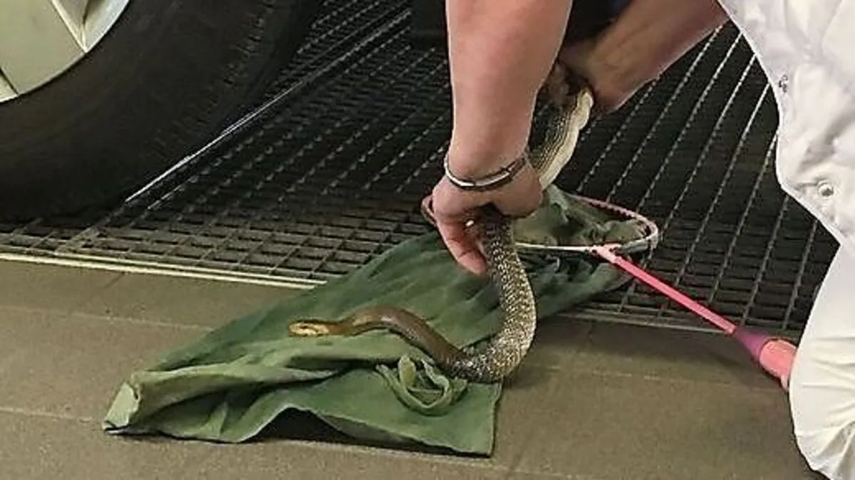 Ungiftige Schlange verkroch sich in Klagenfurt in Stoßstange: ÖAMTC half 