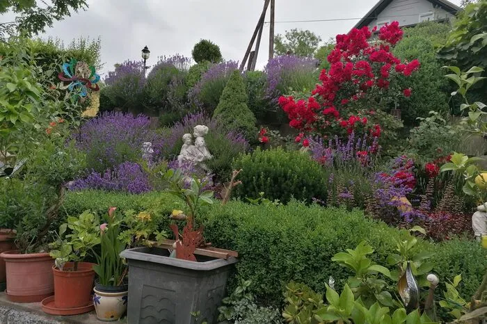 Lavendel trifft Rosen - ein Blick in den Garten von Marianne F. in Ligist