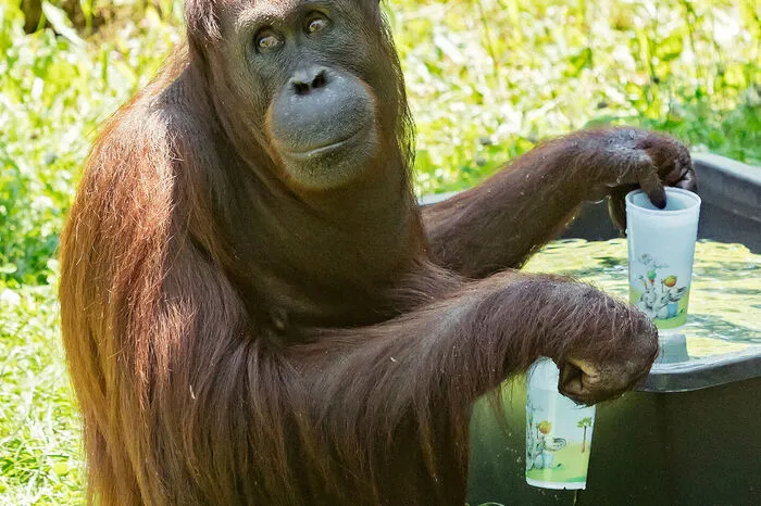 Sol füllt gerne Becher mit Wasser an, trinkt zur Abkühlung ein paar Schlucke oder...