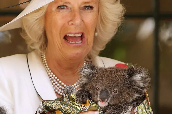 Auch Prinz Charles Ehefrau Camilla ist von den knuffigen Tieren hingerissen.