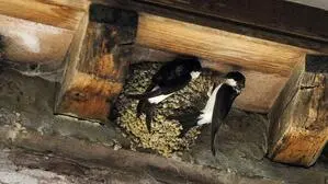 Schwalbennester sind geschützt und dürfen nicht heruntergeschlagen werden