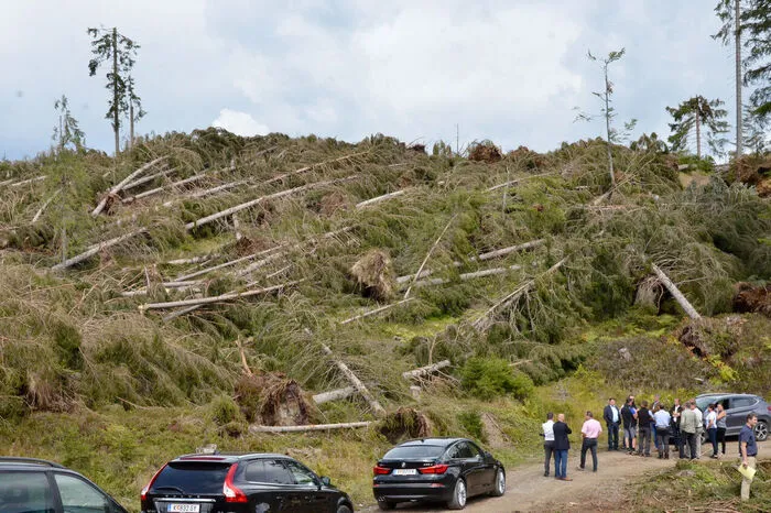 Politiker und Experten trafen sich mit Waldbauern zum Lokalaugenschein. Eine Lösung muss so schnell wie möglich her.