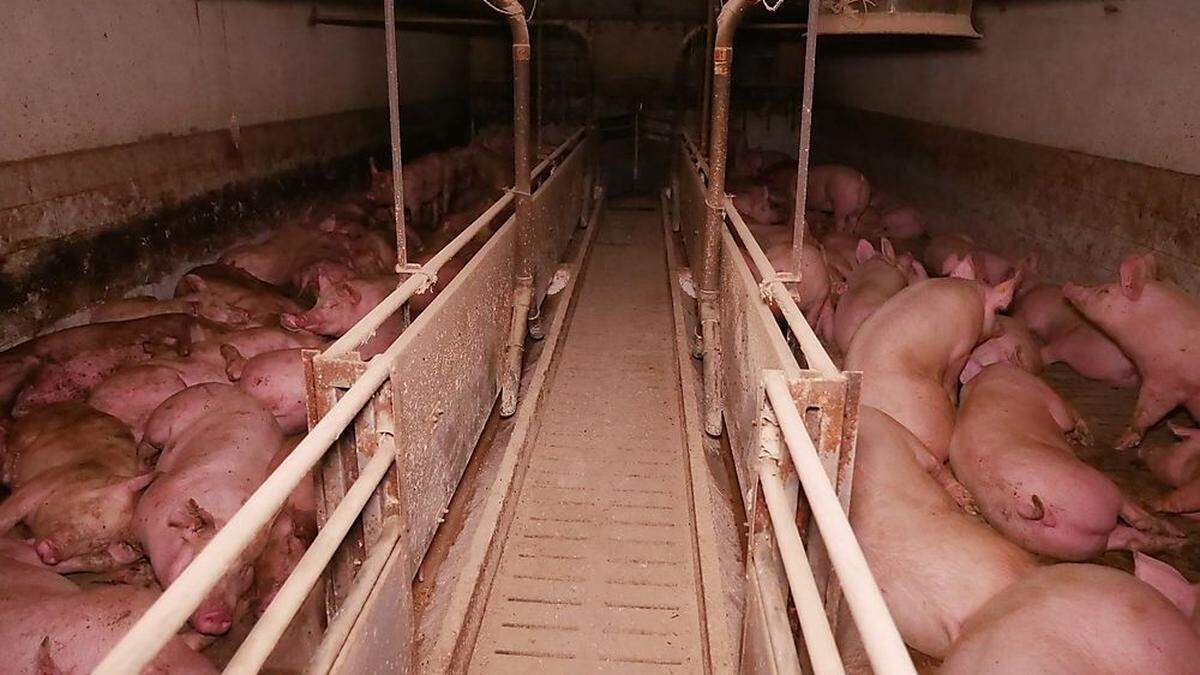 Schwer krank und verletzt waren die Schweine in einem AMA-Betrieb im Bezirk Klagenfurt Land. Der Skandal wurde Anfang April 2022 publik