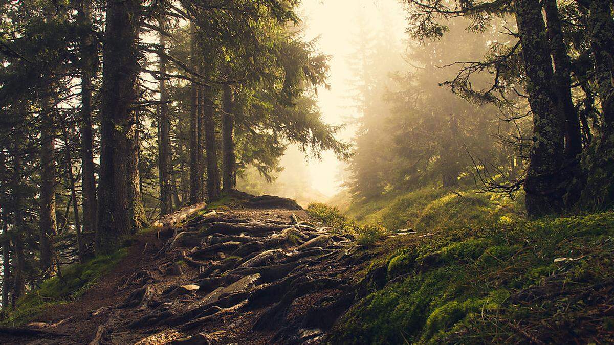 Im Wald wurden "extreme Horrorerfahrung" versprochen (Sujetfoto)