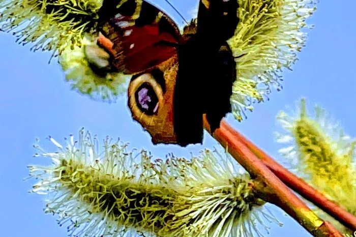 Schmetterlinge und allerlei summende Besucher erfreuen sich an den blühenden Kätzchen. Schicken Sie uns Ihre Frühlingsbilder an reporter@kleinezeitung.at