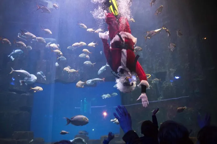 Darauf zu sehen: Fische, Luftblasen und Weihnachtsmann.