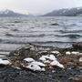In Alaska hat die Zahl gefundener Kadaver bis zu 1.000 Mal höher gelegen als üblich