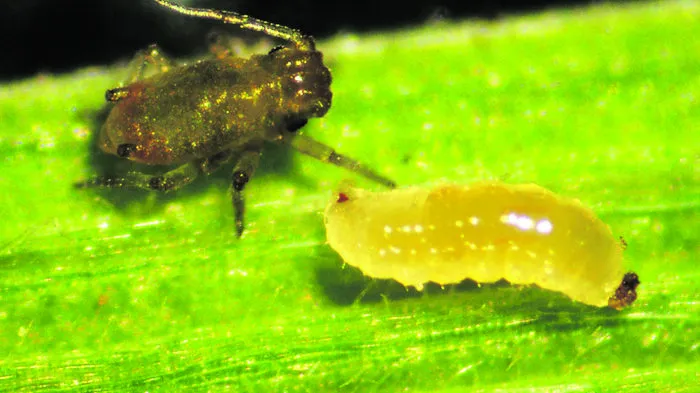 Die Gallmückenlarve (im Bild rechts) hat die Blattlaus zum Fressen gern. Sie wird vor allem auf Paprika und Gurkenpflanzen ausgebracht.