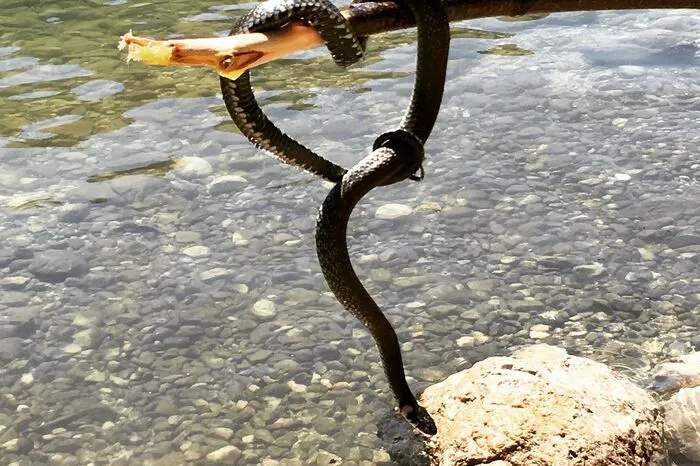 Selbst von Klopeiner See-Experten kaum zu finden und ungefährlich. „Sie beißen nie und haben eine Stinkdrüse zur Verteidigung“, weiß Helga Happ vom Reptilienzoo.