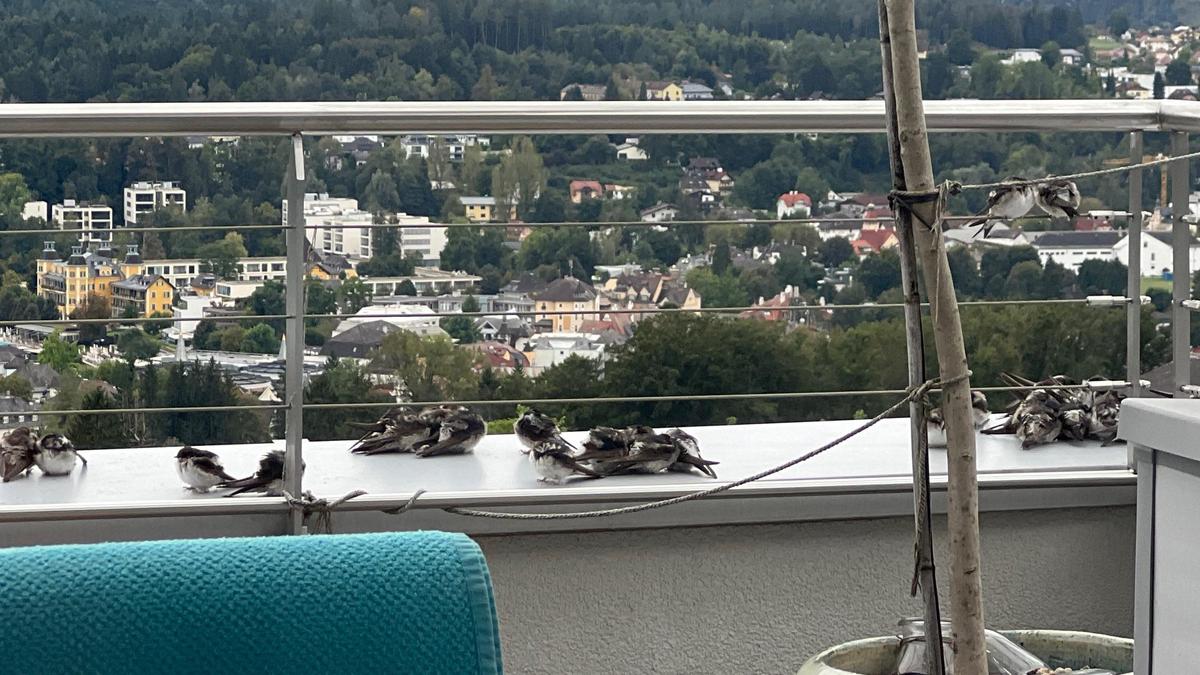 Geschwächte Schwalben sammelten sich auf einem Balkon im Bezirk Villach-Land