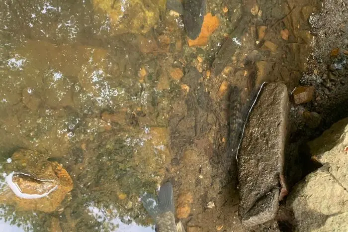 Zwei Mitglieder der Freiwilligen Feuerwehr Voitsberg fuhren sofort zum Park und retteten die Fische aus dem fast ausgetrockneten Schlossbach.