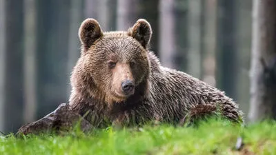 Der Bär geht um (Symbolbild)