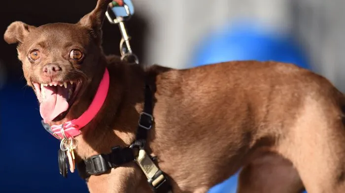 Im kalifornischen Petaluma präsentierten stolze Herrchen und Frauchen die vermeintlich hässlichsten Hunde der Welt.
