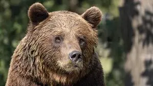 206 Braunbären in Slowenien waren bis 2026 zum Abschuss vorgesehen 