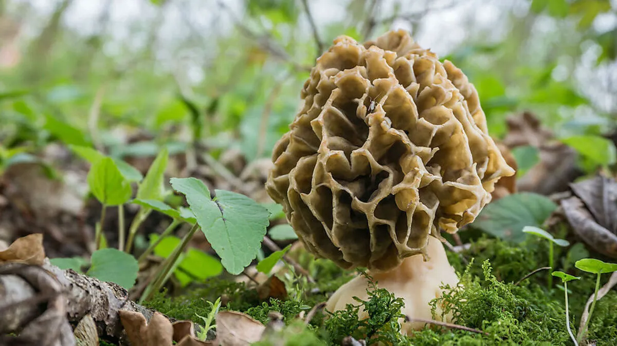 Vorrangig in Tannen­wäldern, auf Waldwiesen und an Flüssen kommen Morcheln vor