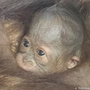 Das Geschlecht des kleinen Orang-Utan-Babys steht noch nicht fest.