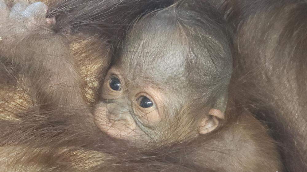 Das Geschlecht des kleinen Orang-Utan-Babys steht noch nicht fest.