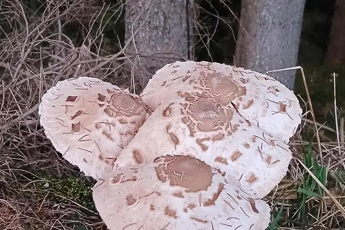 „Bei diesen kühlen Herbsttemperaturen kuscheln sogar schon die Parasol miteinander“, bemerkte Dagmar Scheicher aus Hirschegg
