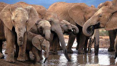 Allein im vergangenen Jahr wurden in Afrika 30.000 Elefanten getötet 