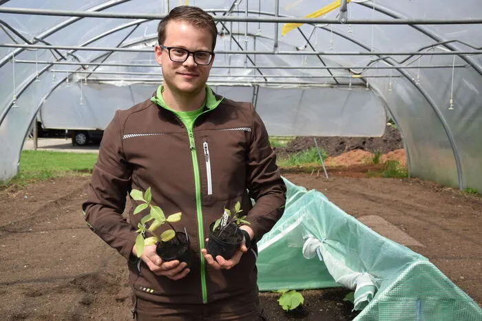 Noch sind auch kleine Tomaten im Tunnel untergebracht, die bald andernorts eingesetzt werden