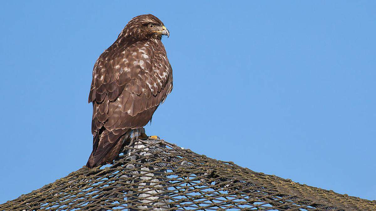 Der Bussard soll jetzt eingefangen werden, damit er „abkühlen“ kann