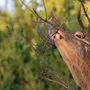 Wildverbiss in frisch aufgeforsteten Wäldern muss verhindert werden 