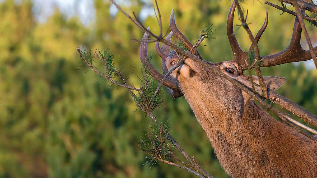 Wildverbiss in frisch aufgeforsteten Wäldern muss verhindert werden 