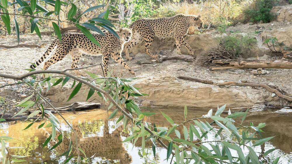Besucher können die Geoparden nun gut beobachten, ohne dass diese gestört werden