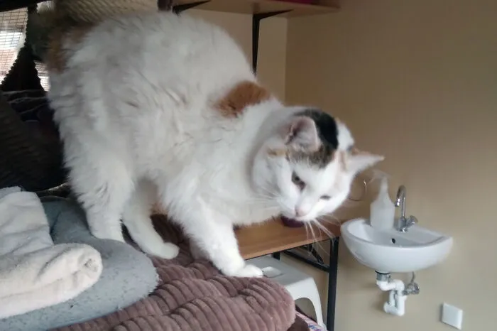 Glückskatze Lola sucht ein Zuhause mit der Möglichkeit zum Freigang. Sie liebt Streicheleinheiten.  Kontakt: Osttiroler Tierschutzverband, 9900 Lienz,Postfach 8, Tel. (0 664)44 33 919;facebook.com/tierschutzvereinosttirol