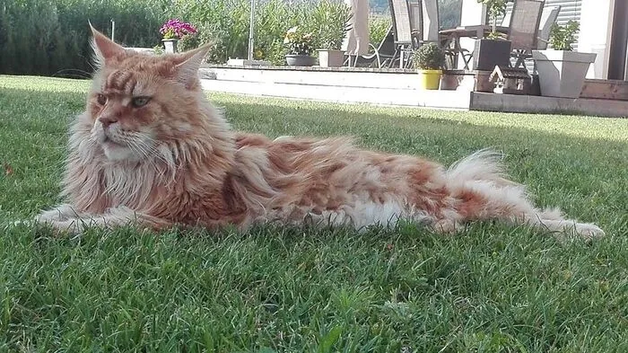 Der Maine Coone-Kater "Nemo"